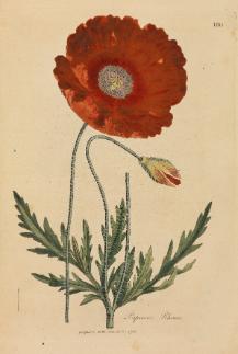 Pen and ink drawing of a poppy